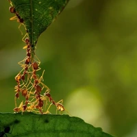 دانشمندان تعداد مورچه های جهان را تخمین زدند؛ ۲.۵ میلیون برابر انسان‌ها!