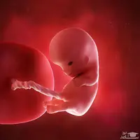 نحوه شکل گرفتن جنین در رحم مادر