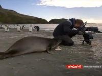 فوک مانع از فیلم برداری از پنگوئن‌ها شد