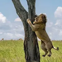 شیر نر از ترس گاومیش‌ها از درخت بالا رفت!