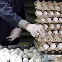 جدیدترین قیمت هر کیلو تخم مرغ در بازار