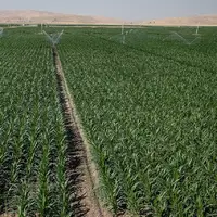 طرح الگوی کشت برای ۵۶۵ هزار هکتار اراضی کشاورزی لرستان تدوین شد