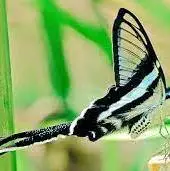 دم اژدها؛ ️یکی از زیباترین گونه های پروانه