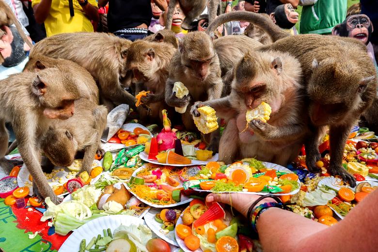 جشنواره سالانه میمون‌ها در تایلند