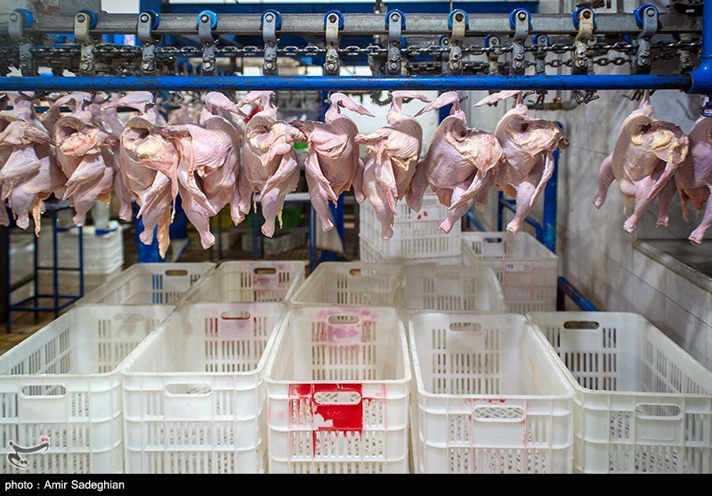 تولید مرغ در استان قزوین از ۱۱ میلیون قطعه گذشت