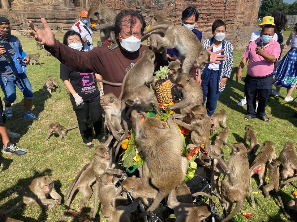 جشنواره سالانه میمون‌ها در تایلند