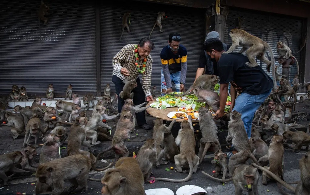 جشنواره سالانه میمون‌ها در تایلند