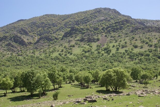 سنددار شدن ۹۸ درصد از اراضی ملی کرمانشاه