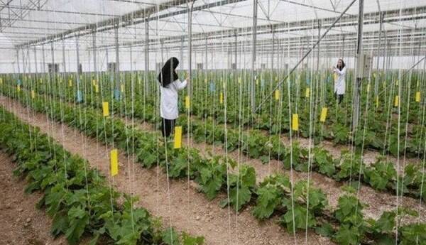 ساخت دو هزار هکتار گلخانه در استان فارس