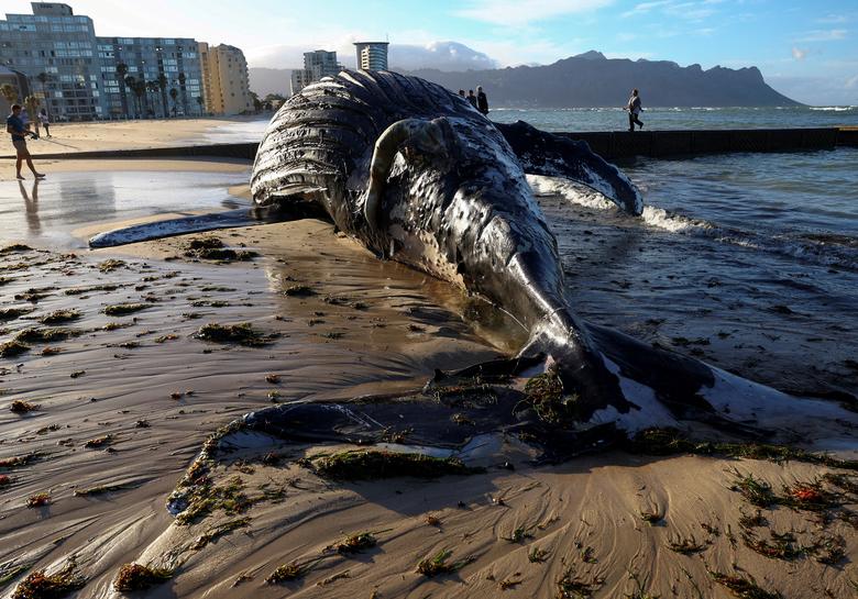 جنازه یک نهنگ گوژپشت در ساحل استرند، آفریقای جنوبی 