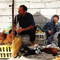ذبح بهداشت در  بازار فروش مرغ زنده مشهد