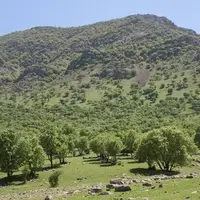 سنددار شدن ۹۸ درصد از اراضی ملی کرمانشاه