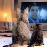 تصاویری جالب از یک گربه هنگام تماشای تلویزیون