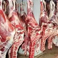 اجرای طرح تولید قراردادی گوشت در خراسان شمالی از چند روز آینده
