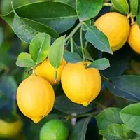 لیموهای جهرم در بازارهای بلاروس