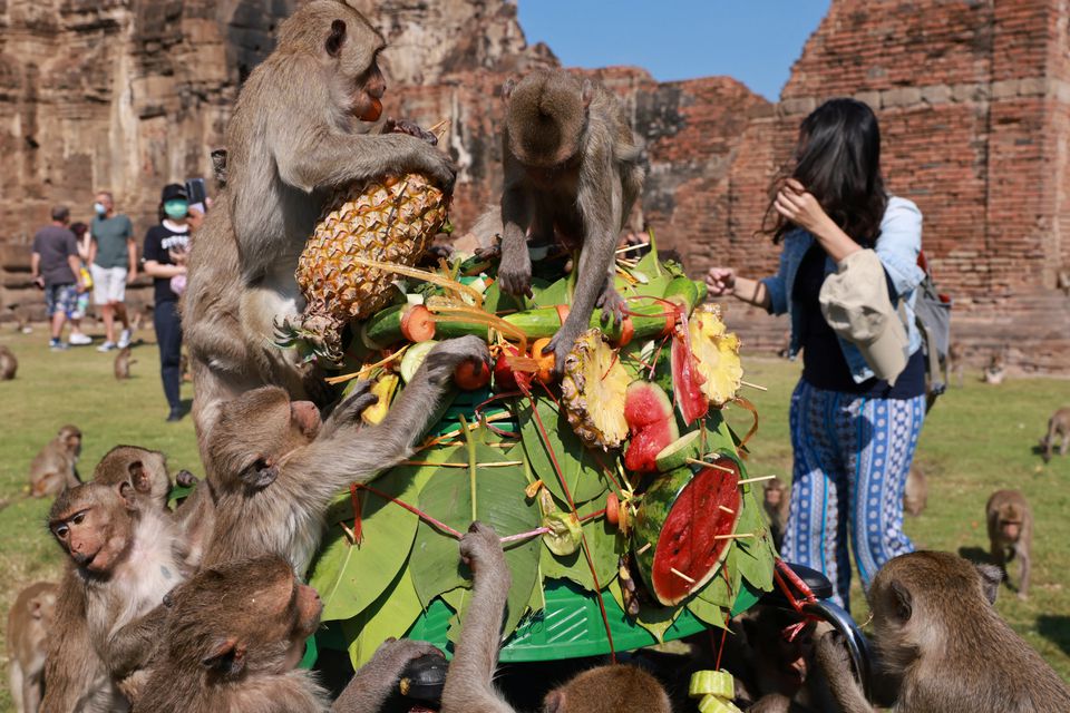 جشنواره سالانه میمون‌ها در تایلند