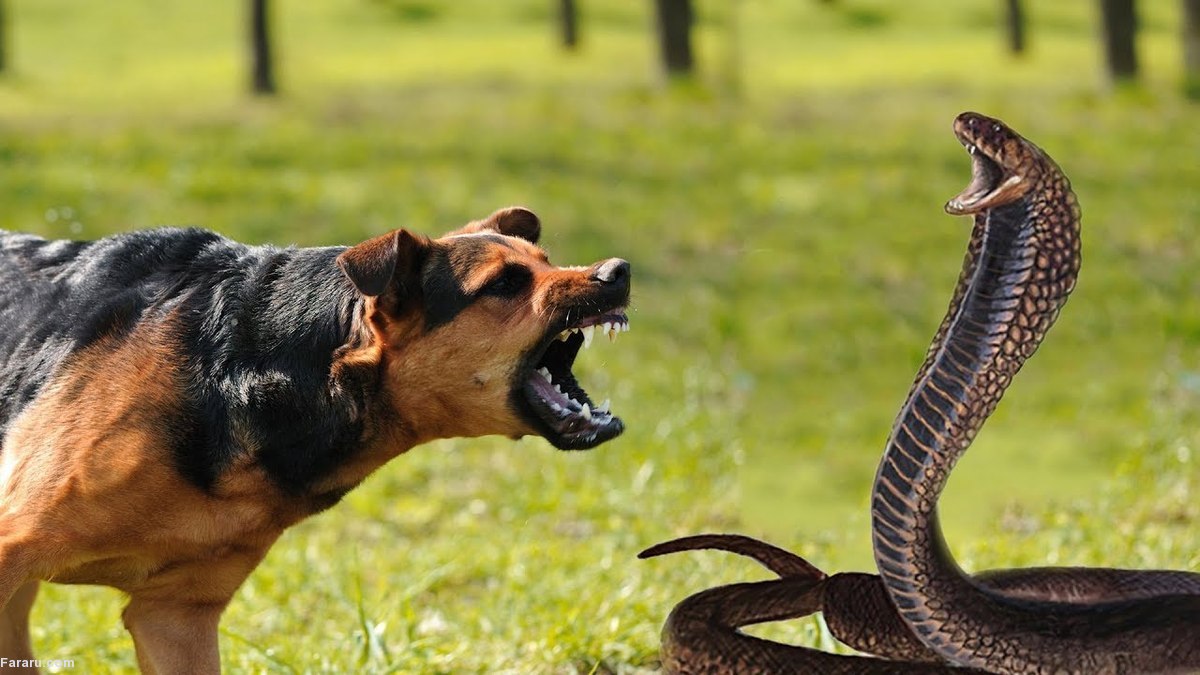 درگیری شدید بین یک مار و سگ