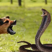 درگیری شدید بین یک مار و سگ
