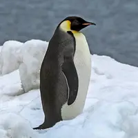 پنگوئن بیچاره روی زمین پرتاب شد!