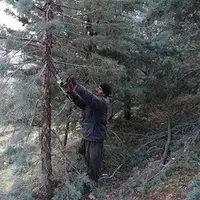 آغاز عملیات هرس زمستانه درختان در بروجرد