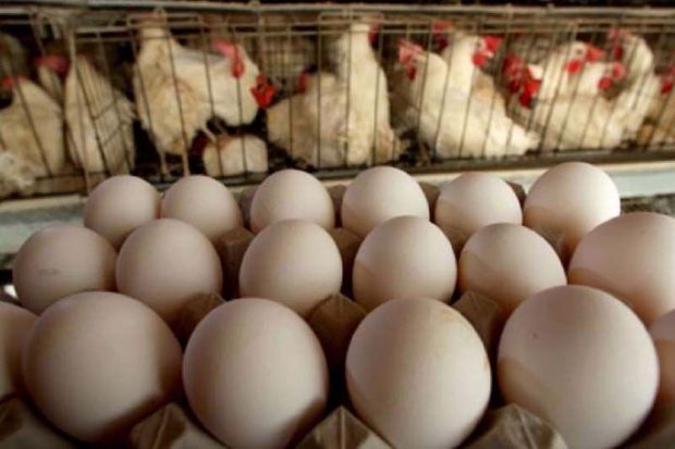 افزایش ۱۰۰ درصدی صادرات تخم‌مرغ از استان مرکزی