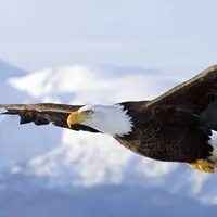 پرواز عقاب همراه با شکارش در جاده
