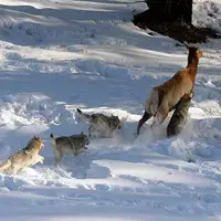 حمله گله گرگ های وحشی به گوزن بیچاره