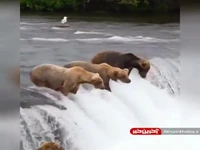 مهارت دیدنی خرس در ماهیگیری