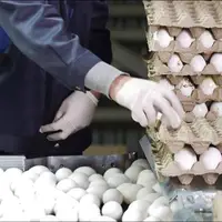 مقام صنفی: قیمت هر شانه تخم‌مرغ بیشتر از ۹۰ هزار تومان گران فروشی است