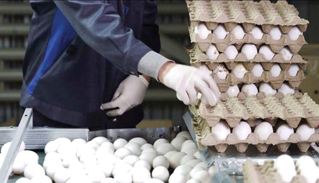 مقام صنفی: قیمت هر شانه تخم‌مرغ بیشتر از ۹۰ هزار تومان گران فروشی است