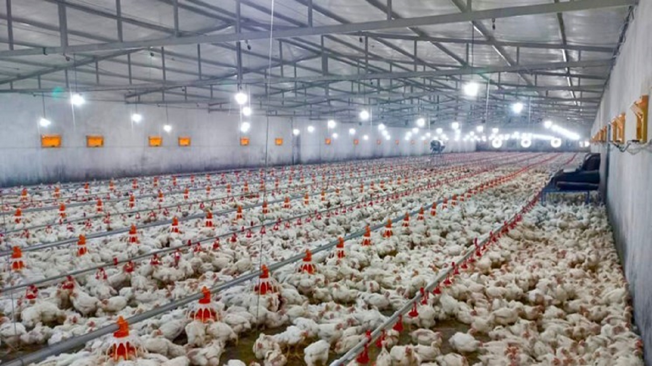 شهرستان هامون، قطب تولید مرغ گوشتی در شمال سیستان‌وبلوچستان