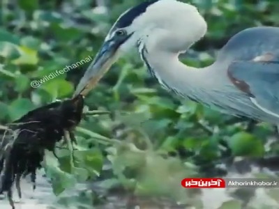 شکار حیرتانگیز یک مار آبی توسط مرغ ماهیخوار