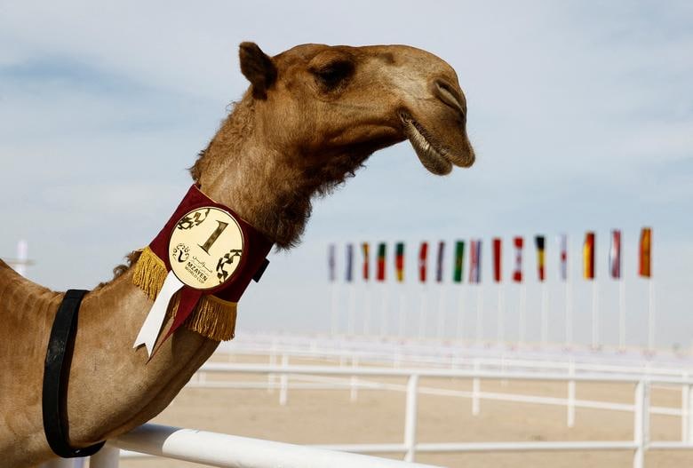 برنده مسابقات سالانه انتخاب زیباترین شتر در قطر