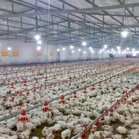 شهرستان هامون قطب تولید مرغ گوشتی است