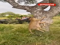 قدرت پلنگ در بالا بردن شکار از درخت