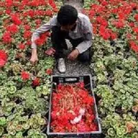 اشتغال ۳۰ درصد مردم محلات در صنعت گل