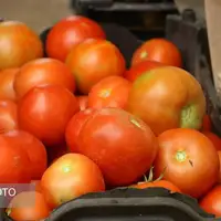 تعرفه صادرات گوجه فرنگی به نیم درصد رسید