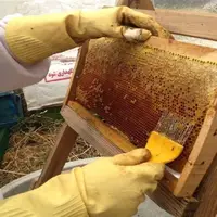 افزایش 17 درصدی تولید عسل در استان قزوین