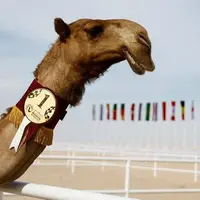 برنده مسابقات سالانه انتخاب زیباترین شتر در قطر