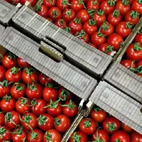 تعرفه صادرات گوجه‌فرنگی در استان بوشهر به نیم درصد رسید