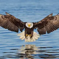 صحنه آهسته ای از شکار فوق العاده ماهی توسط عقاب