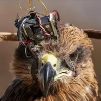 این پرنده‌ سیاه پهپادها را شکار می‌کند