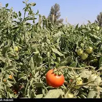 برداشت گوجه‌فرنگی از مزارع گچساران