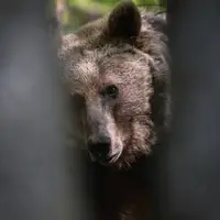 لحظه‌ چشم تو چشم شدن با یک خرس در ساری