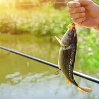 ماهیگیری حرفه ای بدون چوب ماهیگیری