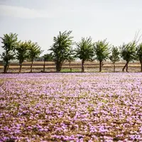 آغاز کشت گیاهان داروئی در اراضی آیش استان همدان