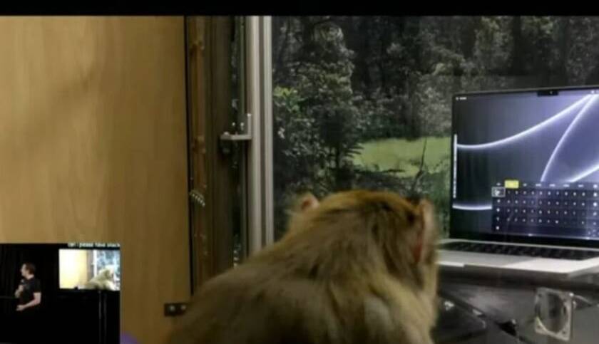 میمون شگفت‌انگیز نورالینک با قدرت مغزش تایپ می‌کند