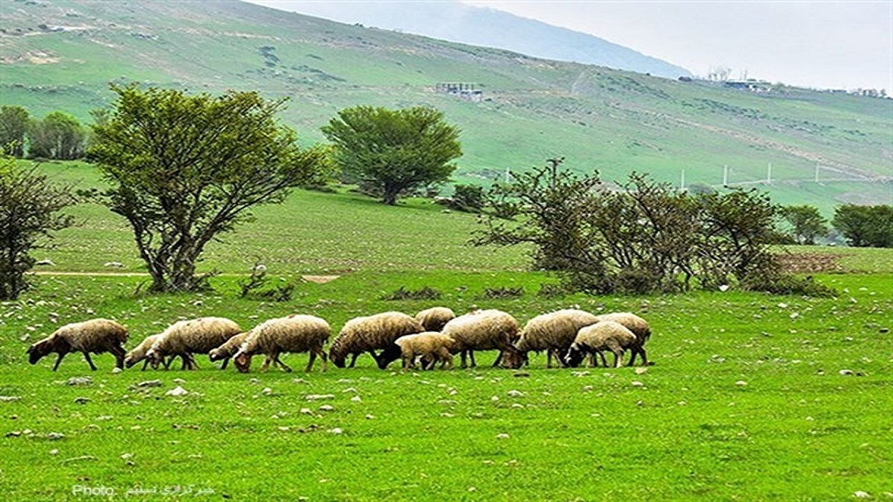 وابستگی تغذیه بیش از ۸۰ درصد دامهای کهگیلویهوبویراحمد به مراتع