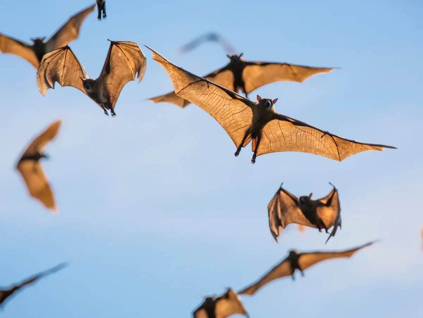 کشف رابطه باورنکردنی بین خوانندگان راک و خفاش‌ها! 