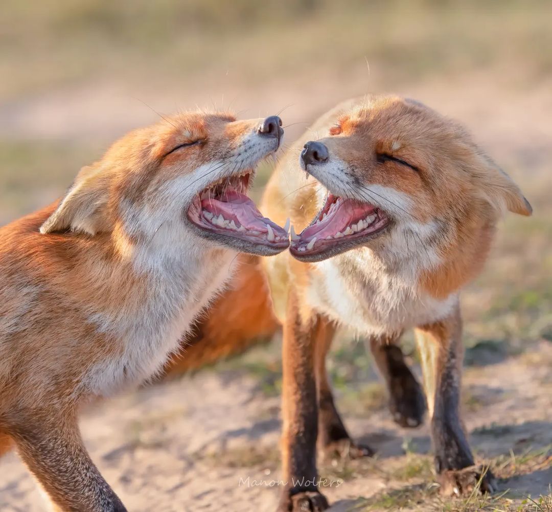 شکار لحظه خندیدن دو روباه
